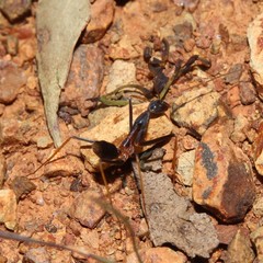 Leptomyrmex rothneyi