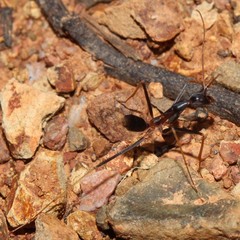 Leptomyrmex rothneyi