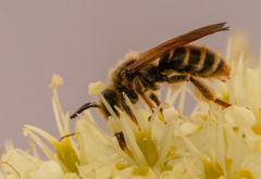 Andrena astragali