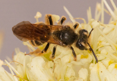 Andrena astragali