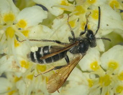 Andrena astragali