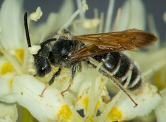 Andrena astragali