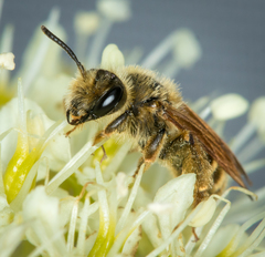 Andrena astragali