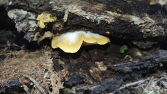 Crepidotus brunswickianus