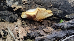 Crepidotus brunswickianus