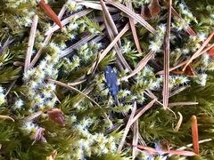 Eremocoris semicinctus