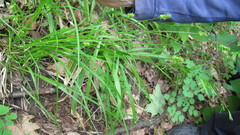 Carex cephalophora