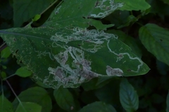 Phytoliriomyza