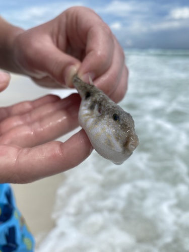 Marbled puffer (Sphoeroides dorsalis) — Tetraodontidae