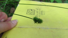 Carex cephalophora