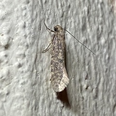 Cephitinea obscurostrigella