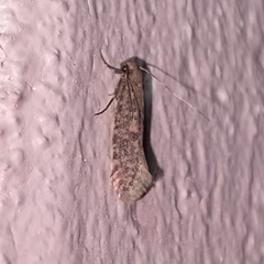 Cephitinea obscurostrigella