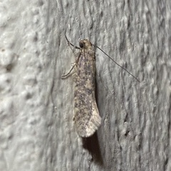 Cephitinea obscurostrigella