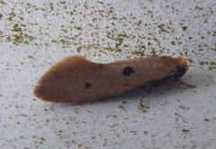 Tinea trinotella
