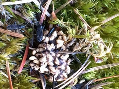 Eremocoris semicinctus