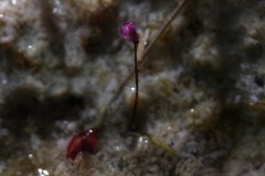 Utricularia minutissima