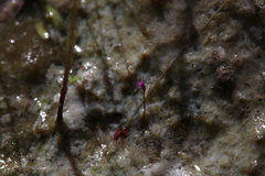 Utricularia minutissima