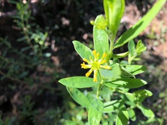 Pimelea neoanglica