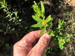 Pimelea neoanglica