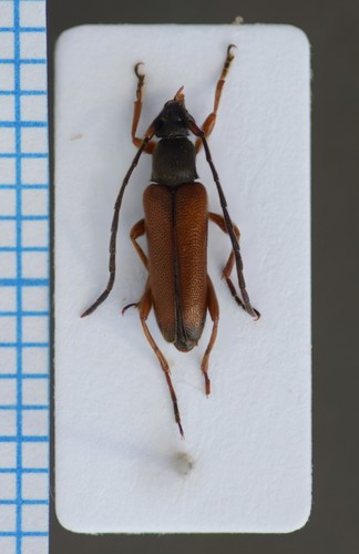 Tobacco-coloured longhorn beetle photo 2