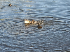 Fulica atra