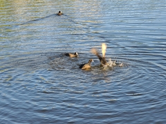 Fulica atra