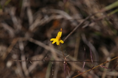 Utricularia chrysantha