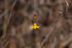 Utricularia chrysantha