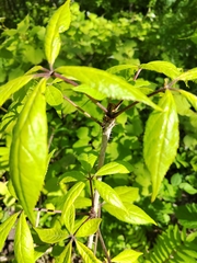 Magnoliopsida