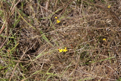 Utricularia chrysantha