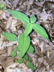 Ruellia pedunculata