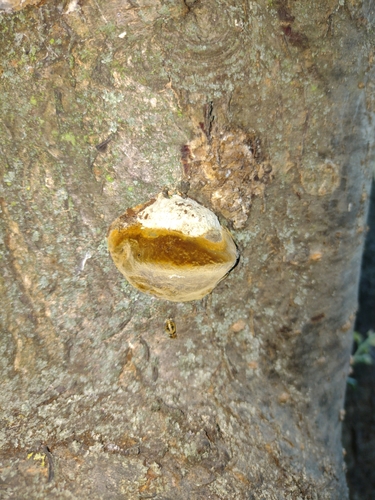 Šljivin plutnjak (Phellinus pomaceus)