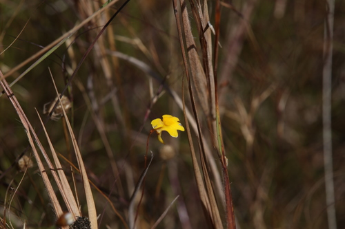 Image of Utricularia chrysantha by (c) Hugo Innes, some rights reserved (CC BY)