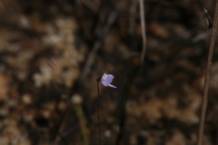 Utricularia geoffrayi