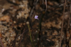 Utricularia geoffrayi