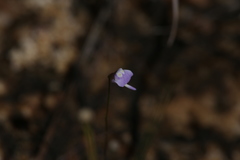 Utricularia geoffrayi