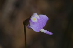 Utricularia geoffrayi