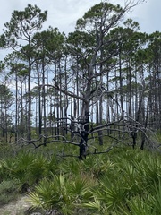 Pinus elliottii elliottii