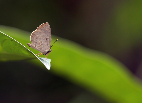 Miletus chinensis Felder, 1862
