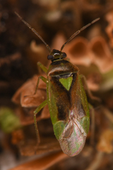 Orthops scutellatus