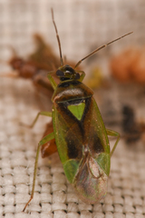 Orthops scutellatus