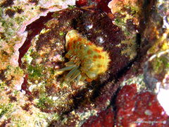 Anthopleura anjunae