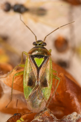 Orthops scutellatus