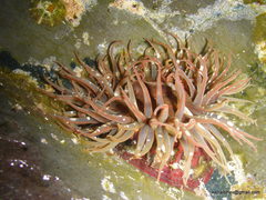 Anthopleura anjunae