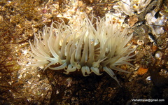 Anthopleura anjunae