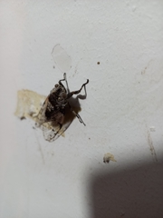 Cicadoidea