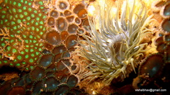 Anthopleura anjunae