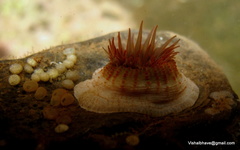 Anthopleura anjunae
