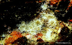 Anthopleura dixoniana