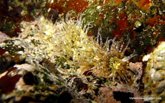 Anthopleura handi